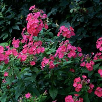 Phlox paniculata 'Party Punch'