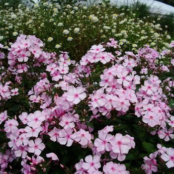 Phlox paniculata 'Thai Pink Jade'