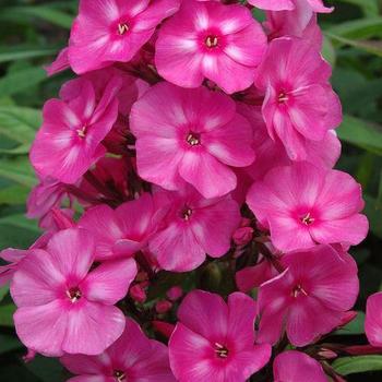 Phlox paniculata 'Ditomfra' PP21171