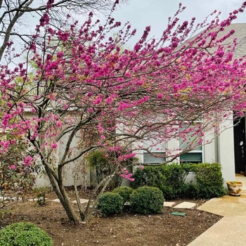 Cercis canadensis var. texensis 'Texas White' 