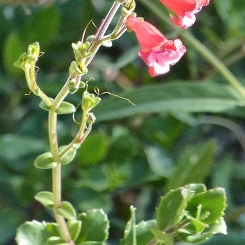 Penstemon baccharifolius