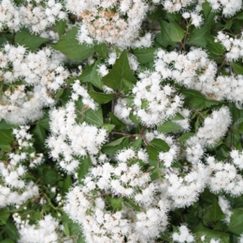 Eupatorium havanense