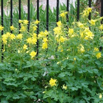 Aquilegia canadensis 'Texas Gold' 