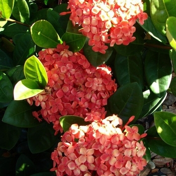 Ixora coccinea 'Maui Orange' 