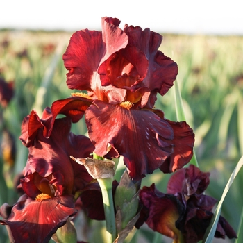 Iris germanica 'War Chief' 