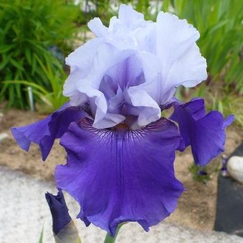 Iris germanica 'Best Bet' 
