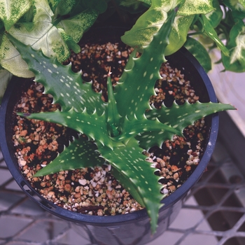 Aloe dorotheae