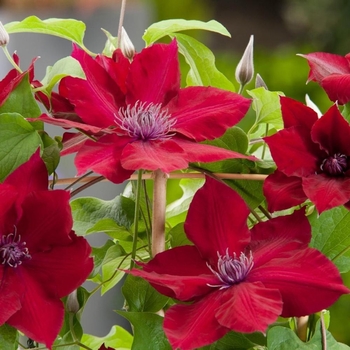 Clematis 'Evipo079' PPAF