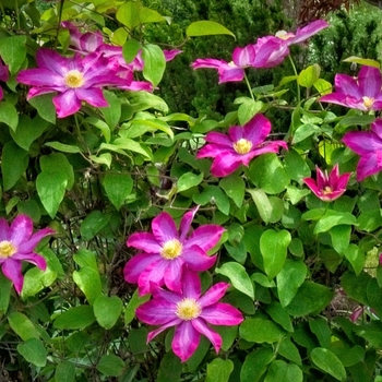 Clematis 'Pink champagne' Kakio