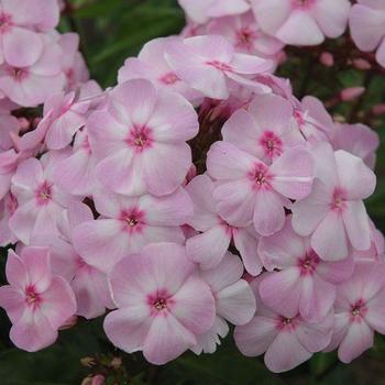 Phlox paniculata Candy Store® 'Cotton Candy'