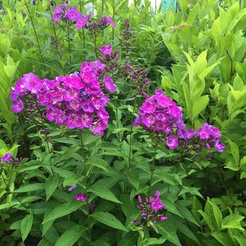 Phlox paniculata Candy Store® 'Grape Lollipop™'