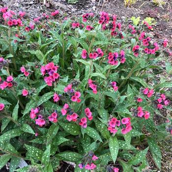 Pulmonaria 'Lisa Marie' PP31226