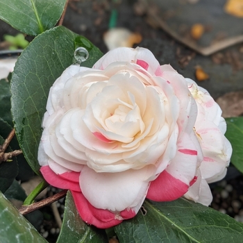 Camellia japonica 'April Dawn' 