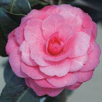 Camellia japonica 'April Kiss' 
