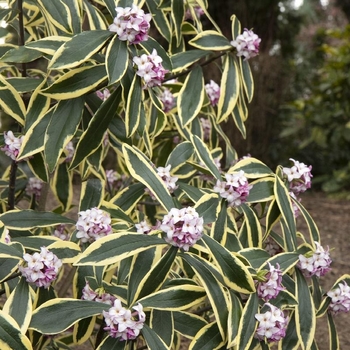 Daphne odora 'MonStrk' PP28725