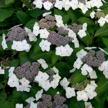 Hydrangea macrophylla 'Tokyo Delight' 