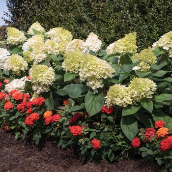 Hydrangea paniculata 'Sweet Starlight™'