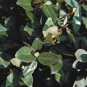 Elaeagnus pungens 'Glenn St. Mary' 