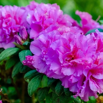 Rhododendron 'Roblezd' PPAF