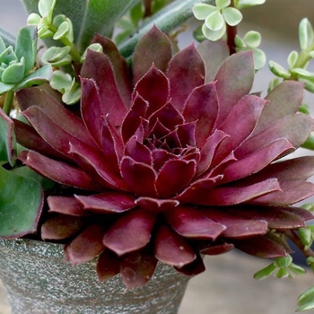 Sempervivum 'Royal Ruby' 