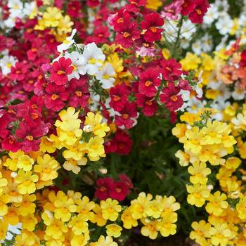 Nemesia strumosa