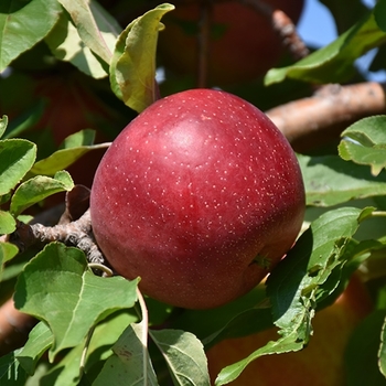 Malus domestica 'Lautz' 