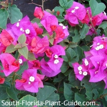 Bougainvillea 'Helen Johnson' 