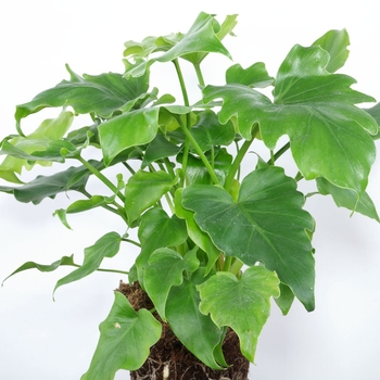 Philodendron selloum 'Hope' 