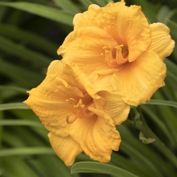 Hemerocallis 