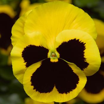 Viola x wittrockiana Delta™ Pro Yellow with Blotch