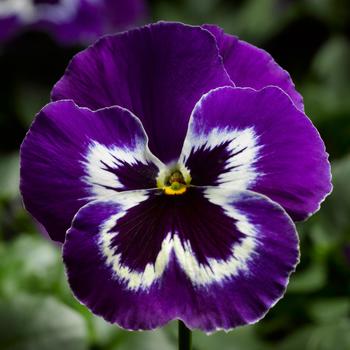 Viola x wittrockiana Delta™ Pro Violet & White