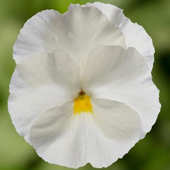 Viola x wittrockiana Delta™ Pro Clear White