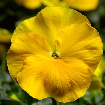 Viola x wittrockiana Delta™ Pro Clear Yellow