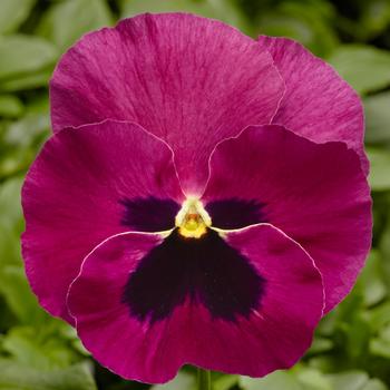 Viola x wittrockiana Delta™ Pro Rose with Blotch