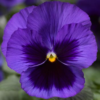 Viola x wittrockiana