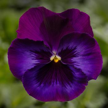 Viola x wittrockiana