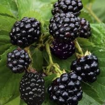 Rubus 'Natchez' 