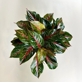 Aglaonema 'Red Emerald' 