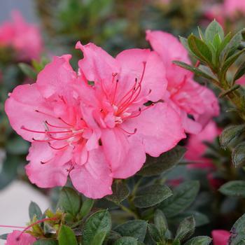 Rhododendron 'Glory of Sunnyhill' 