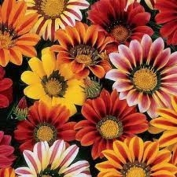 Gazania 'Aztec' 