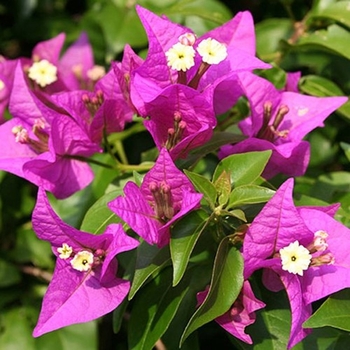 Bougainvillea 'New River' 