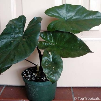 Alocasia plumbae 'Metallica' 