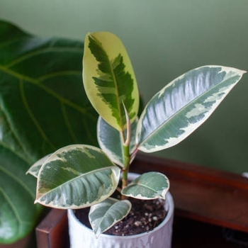 Ficus elastica 'Decora' 