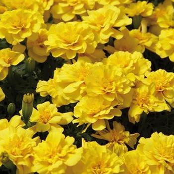 Tagetes patula 'Safari Yellow'