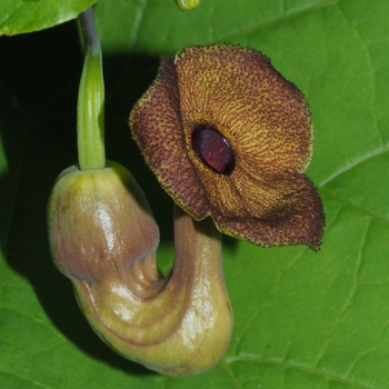 Aristolochia macrophylla