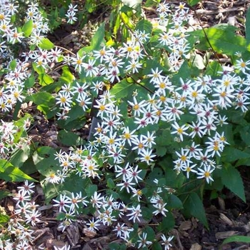 Aster divaricatus 'Eastern Star' 