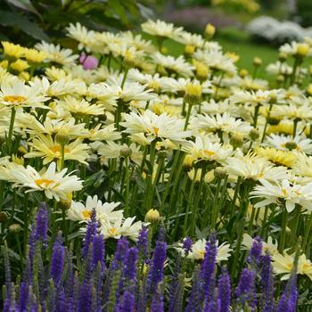 Leucanthemum x superbum Amazing Daisies® 'Banana Cream II'