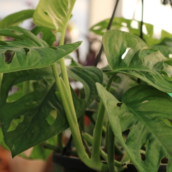 Monstera adansonii