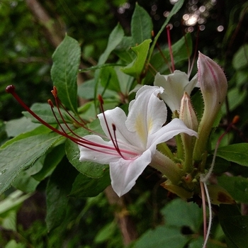 Rhododendron arborescens