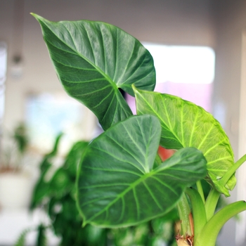 Alocasia 'Multiple Varieties' 